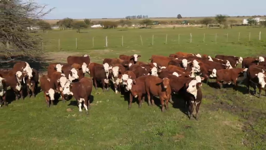 Lote 65 Terneros