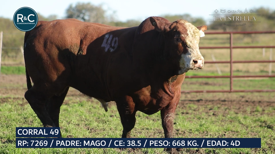 Lote Toro Braford