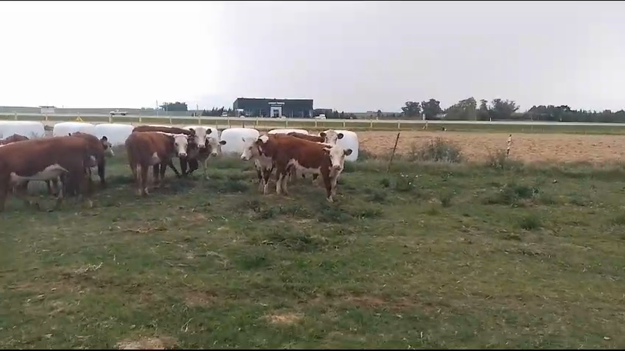 Lote vaquillonas 16 HE