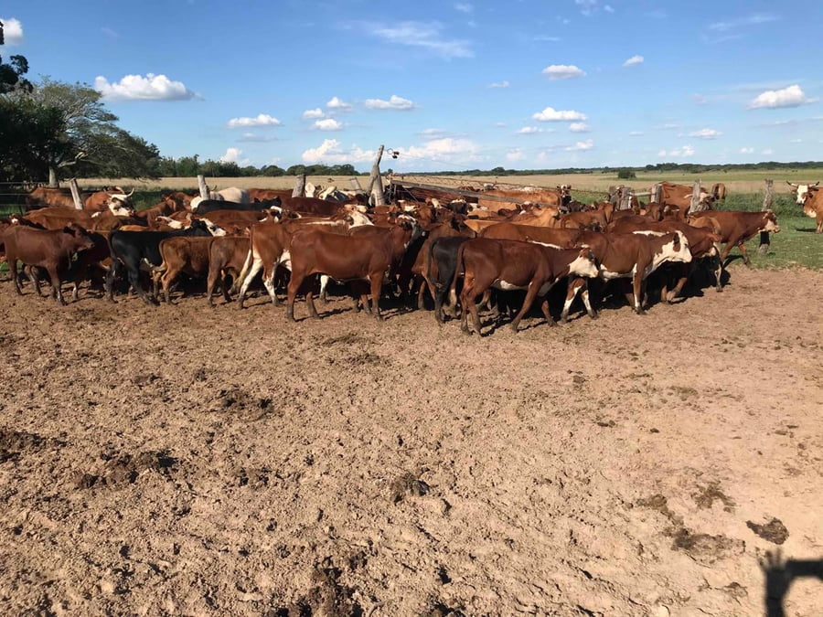 Lote 76 Terneros/as en Bella Vista, Corrientes