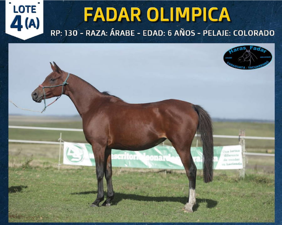 Lote FADAR OLIMPICA