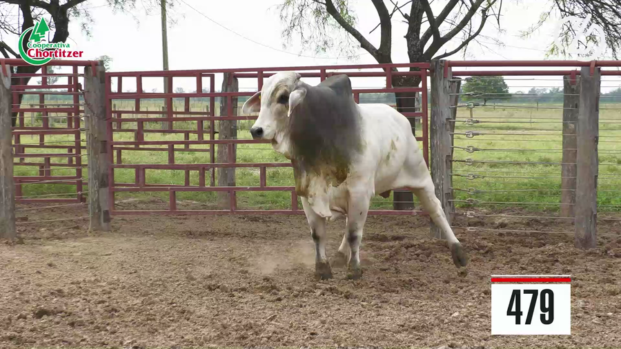 Lote Brahman