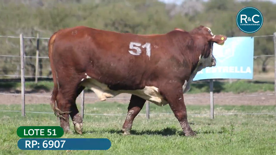 Lote Toros señal 22