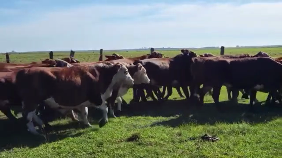 Lote 40 Novillos en Concepción, Corrientes