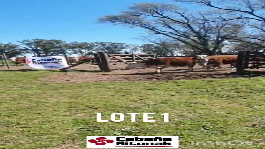 Lote VACAS 2° PARTO POLLED HEREFORD PURAS REGISTRADAS "Cabaña Aitonak"