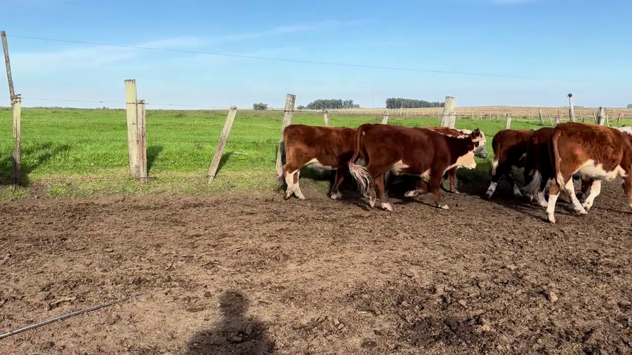 Lote NOVILLOS 2 A 3 AÑOS