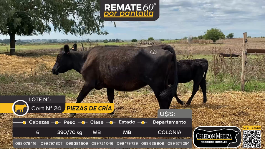 Lote 6 Piezas de cría en Otra Localidad, Colonia