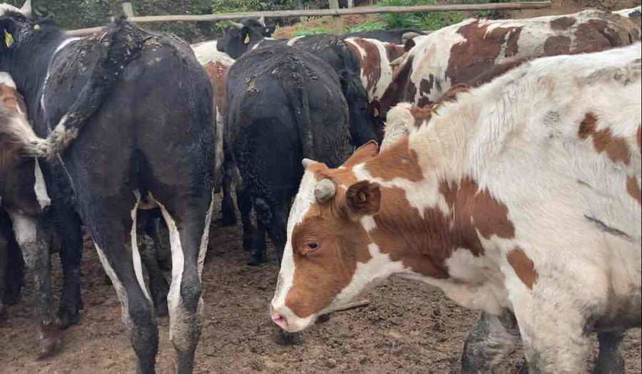 Lote 40 Novillo Gordo en Melipilla, Región Metropolitana