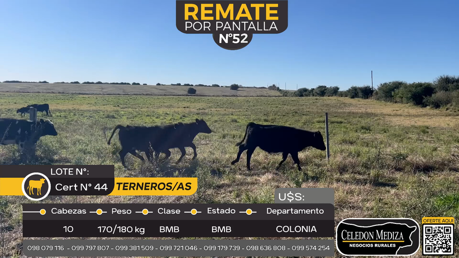 Lote 10 Terneros y Terneras en Otra Localidad, Colonia