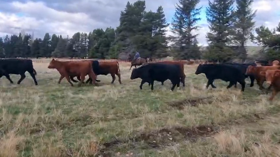 Lote 43 Novillo Engorda, Coyhaique, XI Región Aysén