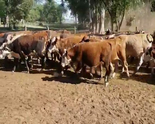 Lote 130 Novillitos en San Roque, Corrientes