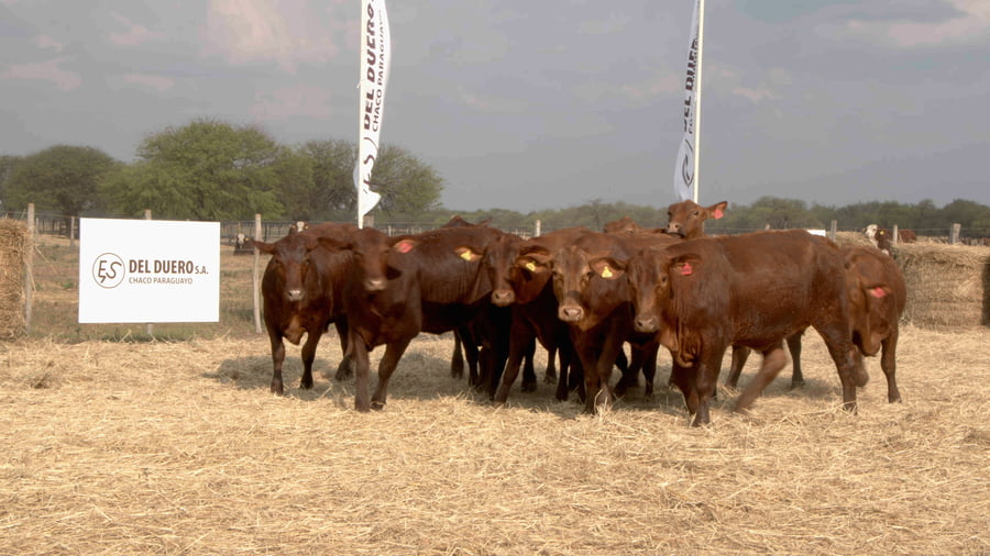 Lote Vaquillas CBO. 1 PREÑADAS