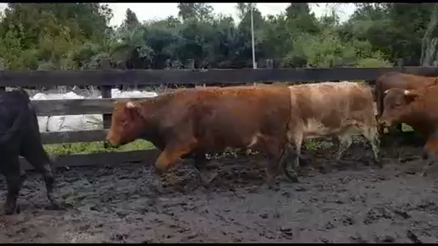 Lote 50 Novillo Engorda en Osorno, X Región Los Lagos