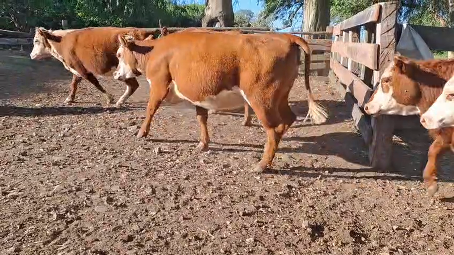 Lote VAQUILLONAS PREÑADAS