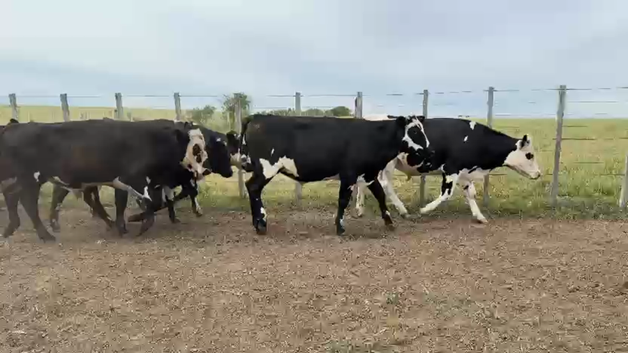 Lote NOVILLOS 1 a 2 AÑOS