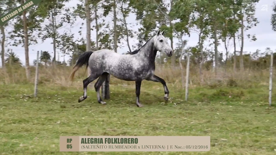 Lote ALEGRÍA FOLKLORERO
