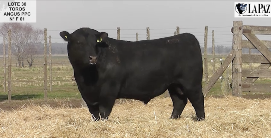 Lote TOROS PUROS POR CRUZA