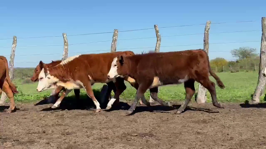 Lote 72 Terneros/as en Corrientes, Curuzú-Cuatiá