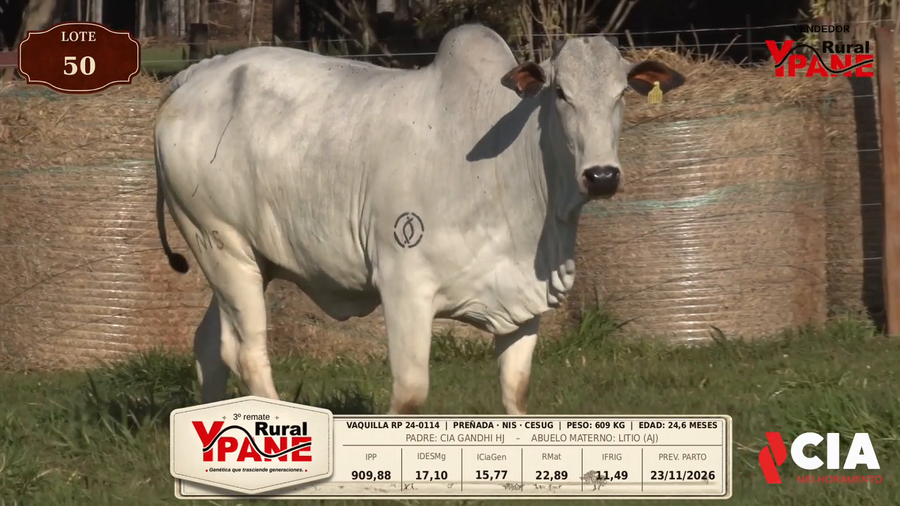 Lote Lote 50