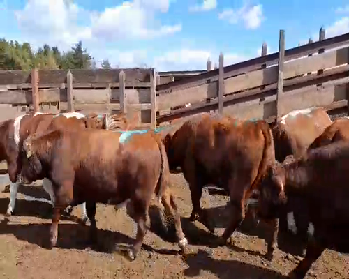 Lote 20 Novillo Gordo en Los Ángeles, VIII Región Biobío