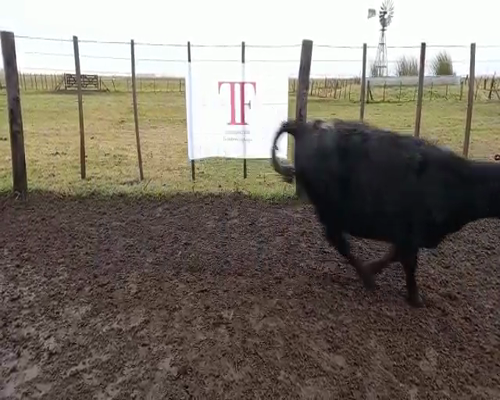 Lote 60 terneros/as - Tapalqué Pcia Bs As