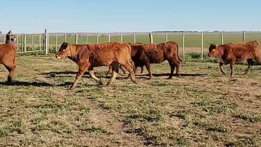 Lote 6 Vaquillonas p/invernar en Darregueira