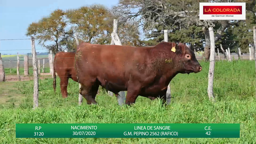 Lote TOROS ANGUS CAMPERO COLORADOS " LA COLORADA"