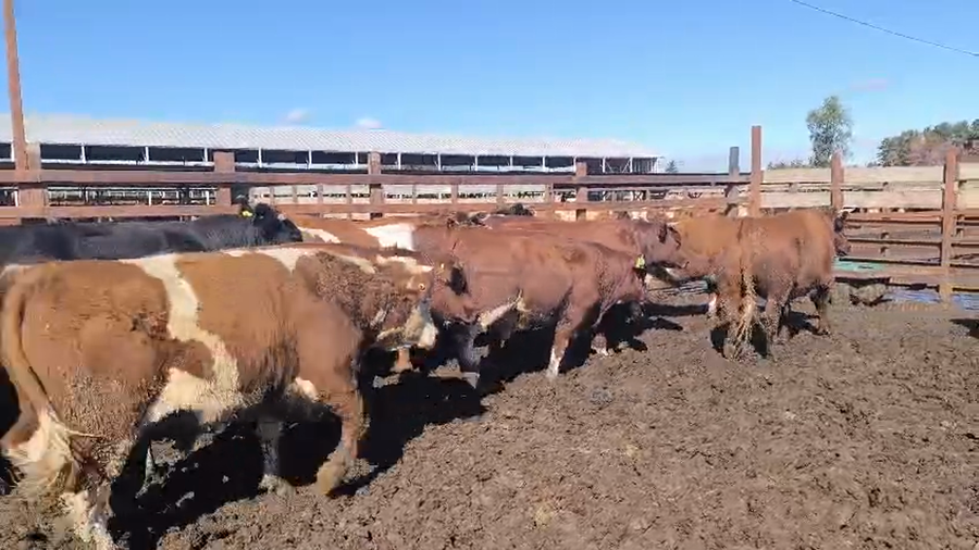 Lote 40 Novillo Gordo en Los Ángeles, VIII Región Biobío
