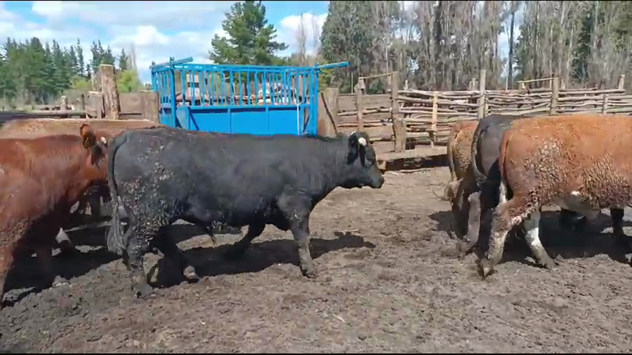 Lote 20 Novillo Gordo en Los Ángeles, VIII Región Biobío