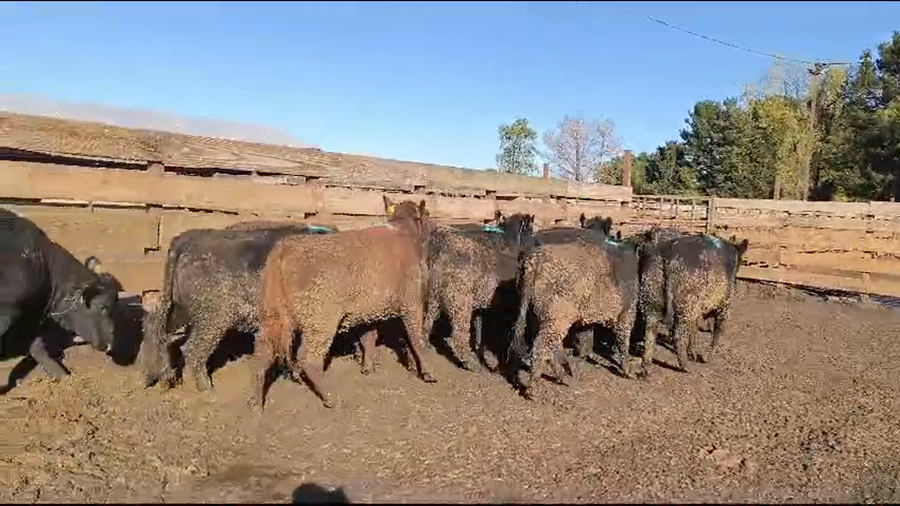 Imagen 2 del Lote Lote 20 Vaquilla Gorda en Los Ángeles, VIII Región Biobío