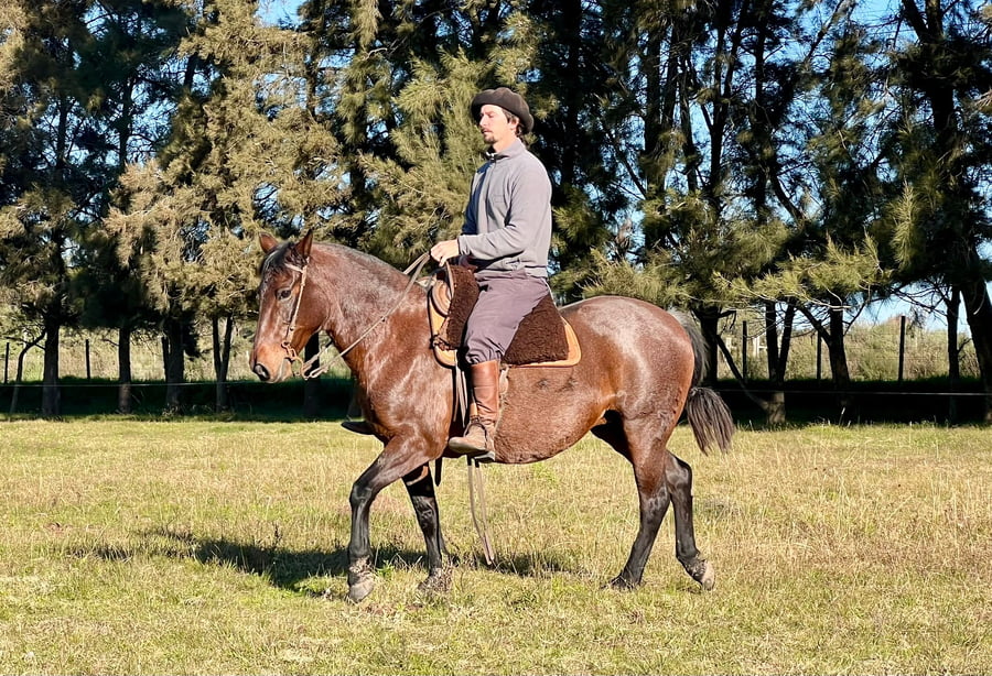 Lote Yegua con un pedigree excepcional