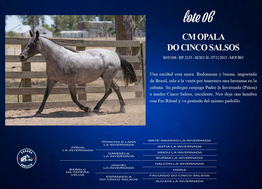 Lote Cm Opala Do Cinco Salsos