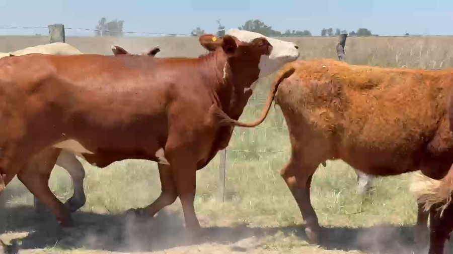 Lote 17 Vaquillonas preñadas