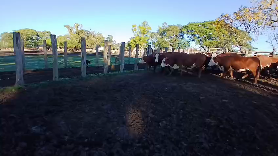 Lote 76 Vacas de invernar