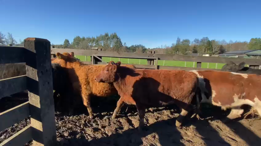 Lote 25 Novillo Gordo en Los Lagos, XIV Región Los Ríos