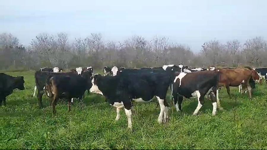 Lote 80 Vaquillonas adelantadas en Entre Ríos, Nogoyá