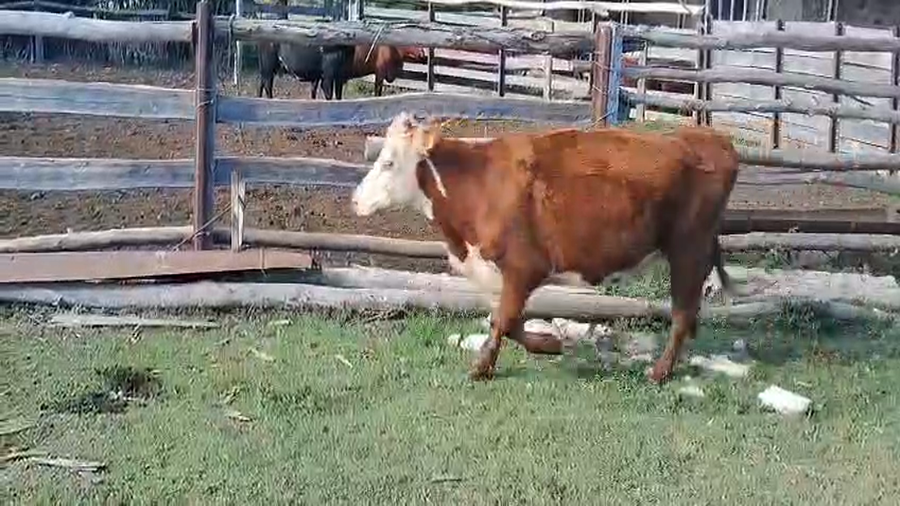 Lote VACAS PREÑADAS