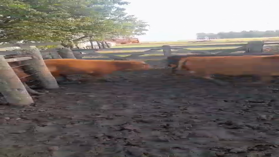 Lote 70 Terneros