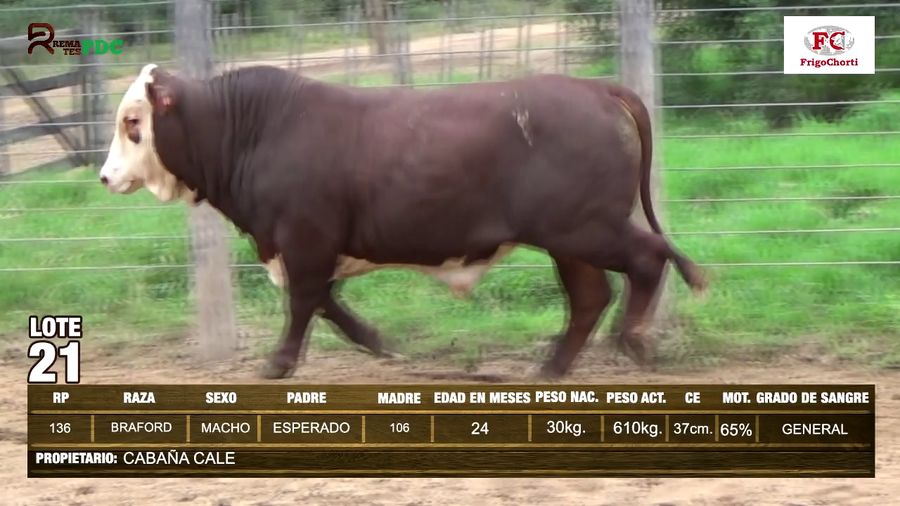 Lote TORO - BRAFORD