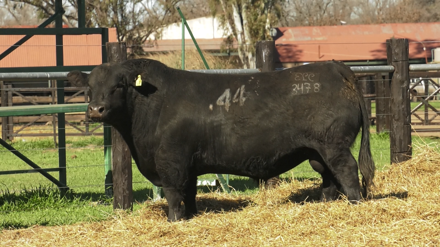 Lote TOROS ANGUS PURO CONTROLADO
