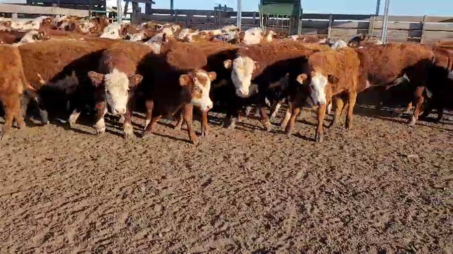 Lote 100 Terneros en Villaguay, Entre Ríos