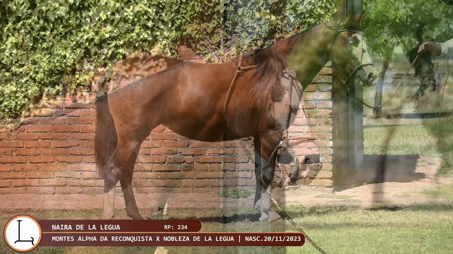 Lote Naira de la Legua