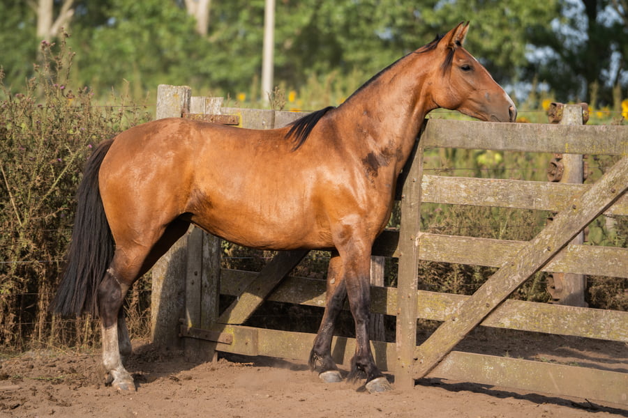 Lote PERDIDA CHOIINO