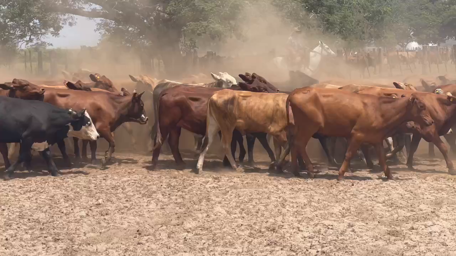 Lote 90 Vaquillonas en Ituzaingó, Corrientes