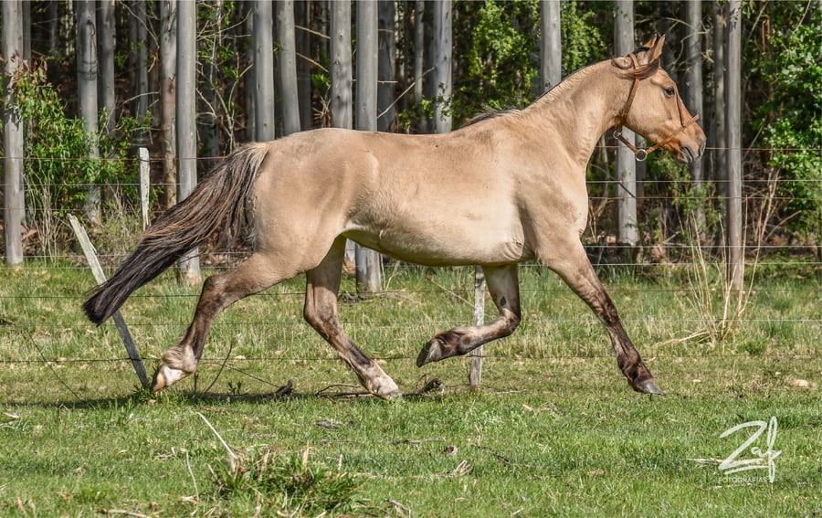 Lote Trufa Ñaquiñá