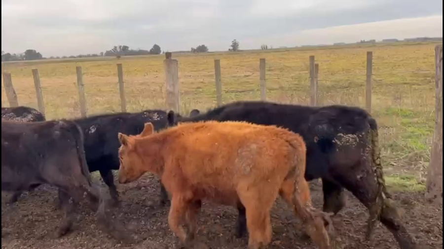 Lote 63 Terneros