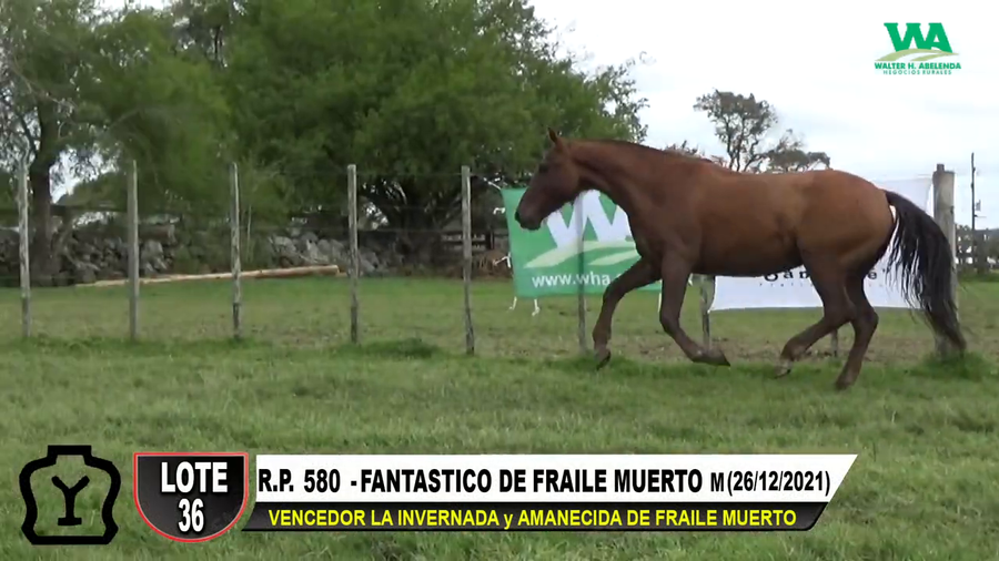 Lote FANTASTICO DE FRAILE MUERTO