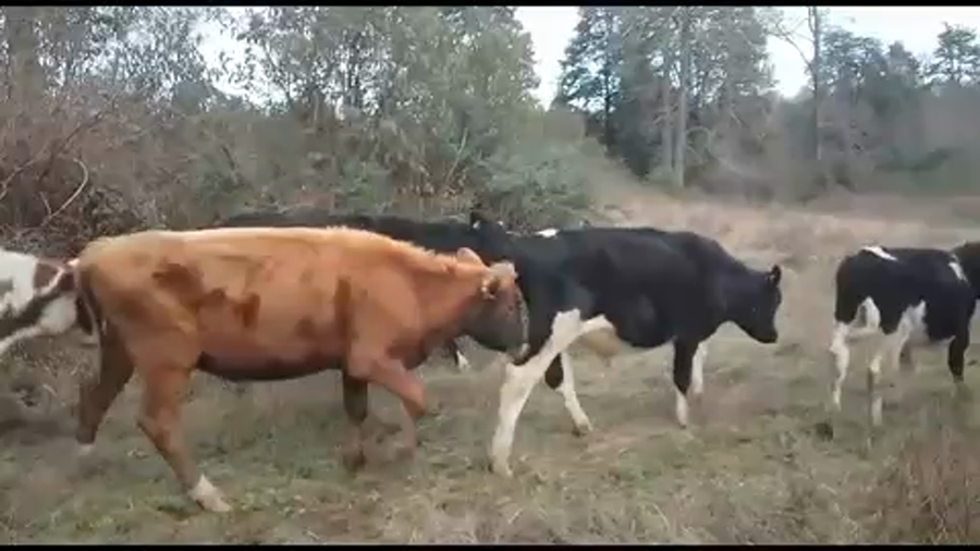 Lote 44 Novillo Engorda en X Región Los Lagos, Los Muermos