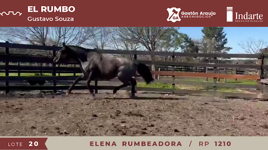 Lote ELENA RUMBEADORA