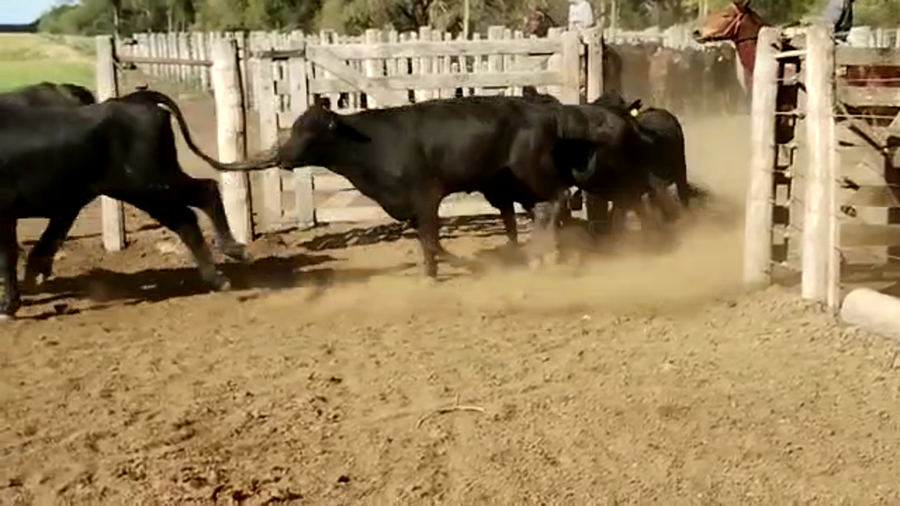 Lote 65 Vaquillonas en Quimilí, Santiago del Estero